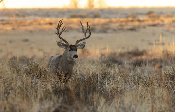 Buck Mule Deer Fall Rut Colorado — Stock Photo, Image