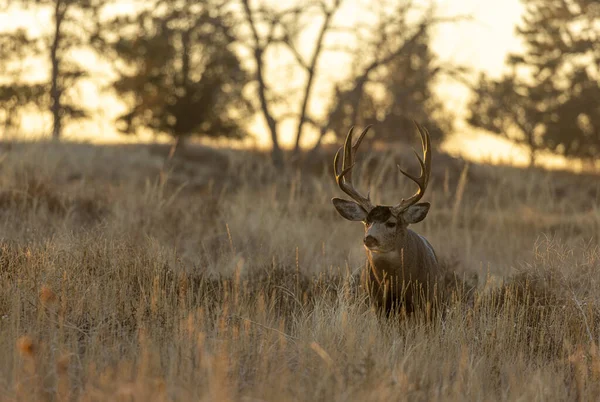Ciervo Mula Buck Durante Rutina Otoño Colorado — Foto de Stock