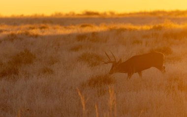 Colorado 'da sonbaharda gün batımında geyik katırı.