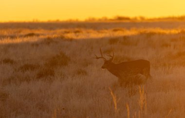 Colorado 'da sonbaharda gün batımında geyik katırı.