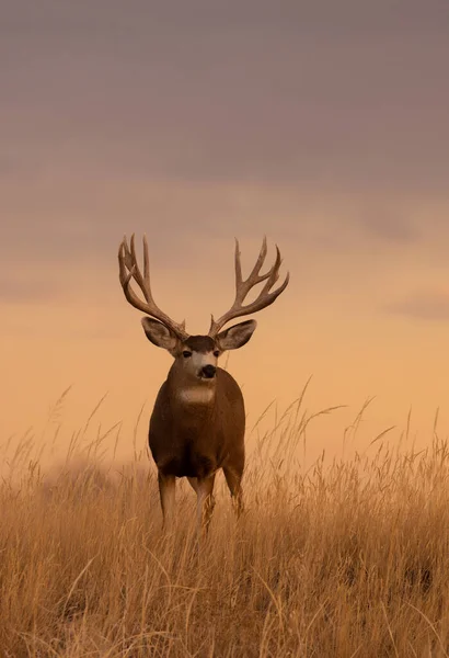 Muł Jeleń Buck Zachodzie Słońca Kolorado Jesienią — Zdjęcie stockowe