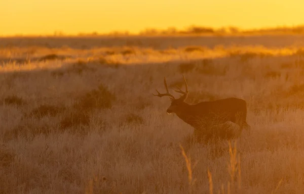 Ciervo Mula Atardecer Colorado Otoño — Foto de Stock