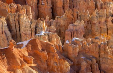 Yazın Utah çölünde vahşi bir at.