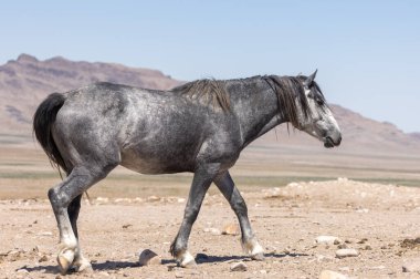Yazın Utah çölünde vahşi bir at.
