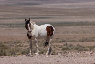 Yazın Utah çölünde vahşi bir at.