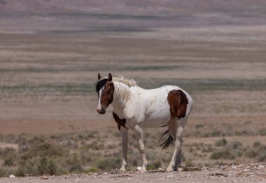 Yazın Utah çölünde vahşi bir at.