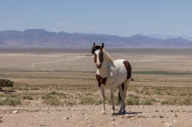 Yazın Utah çölünde vahşi bir at.