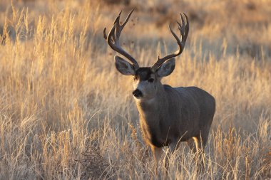 Colorado 'da sonbahar monotonluğu sırasında geyik avı.