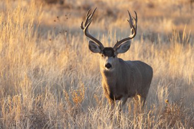 Colorado 'da sonbahar monotonluğu sırasında geyik avı.