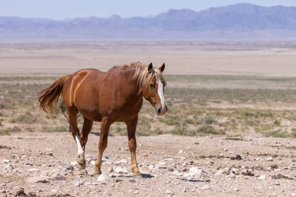 Caballo Salvaje Verano Desierto Utah — Foto de Stock