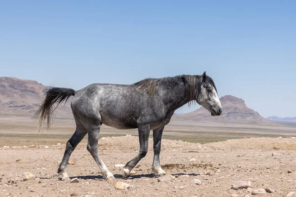 Vild Häst Sommaren Utah Öknen — Stockfoto