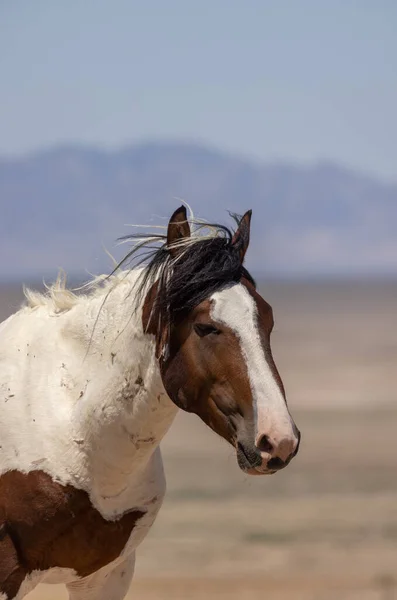 Wild Horse Summer Utah Desert — Stock Photo, Image