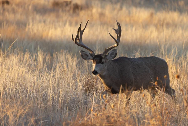 Mule Deer Buck Fall Rut Colorado — Stock Photo, Image