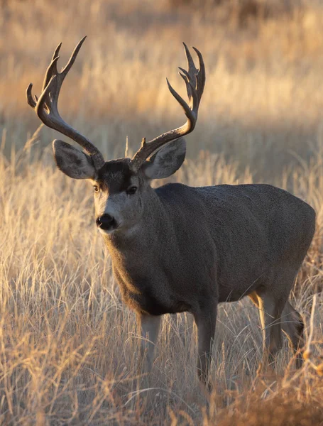 Cerf Mulet Buck Pendant Ornière Automne Dans Colorado — Photo