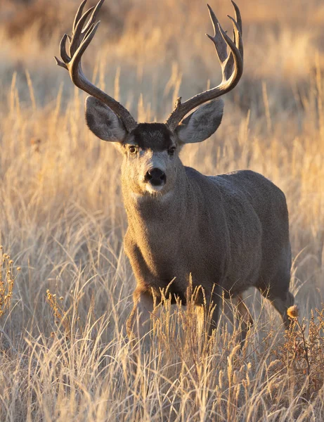 Een Ezel Hert Bok Tijdens Herfst Bronst Colorado — Stockfoto