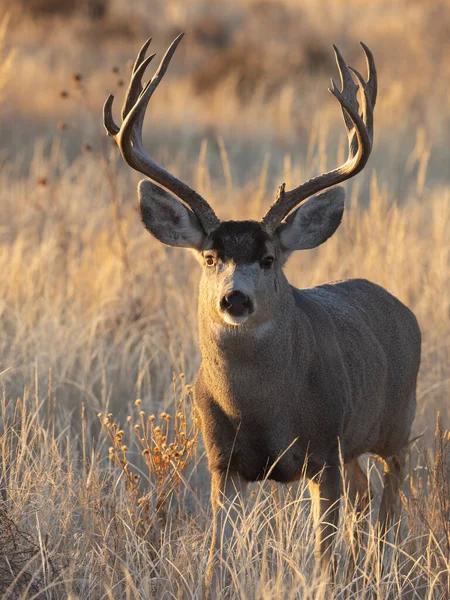 Mule Deer Buck Fall Rut Colorado — Stock Photo, Image