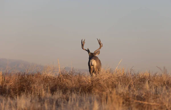 科罗拉多州秋季车辙中的骡鹿 — 图库照片