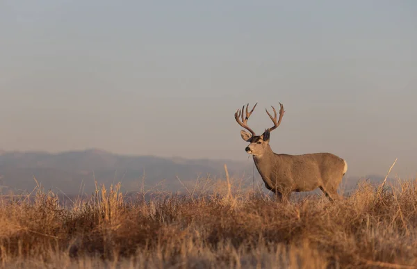 Cerf Mulet Buck Pendant Ornière Automne Dans Colorado — Photo