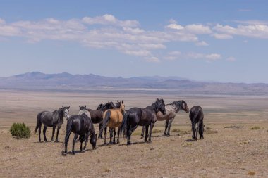 Yaz aylarında Utah çölde vahşi atlar sürüsü