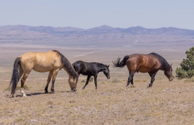 Yaz aylarında Utah çölde vahşi atlar sürüsü