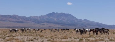 Yaz aylarında Utah çölde vahşi atlar sürüsü
