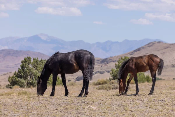夏にユタ州の砂漠の野生馬の群れ — ストック写真