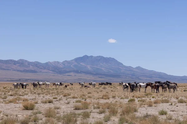 Una Manada Caballos Salvajes Desierto Utah Verano — Foto de Stock