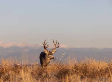 Colorado 'da sonbaharda geyik avı.