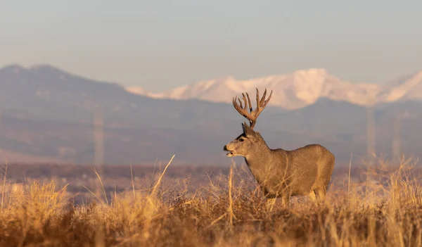 Cerf Mulet Buck Automne Dans Colorado — Photo