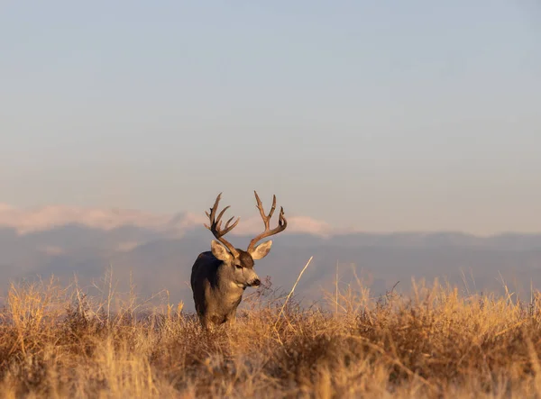 Mulo Cervo Autunno Colorado — Foto Stock