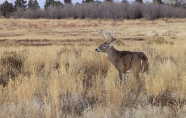 Sonbaharda Colorado 'da tekdüze bir geyik sürüsü
