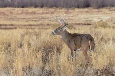 Sonbaharda Colorado 'da tekdüze bir geyik sürüsü