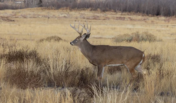 Veado Buck Whitetail Durante Rotina Colorado Outono — Fotografia de Stock