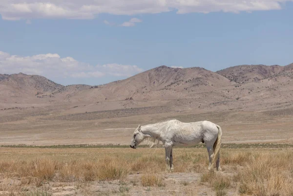 Majestátní Divoký Kůň Hřebec Létě Poušti Utah — Stock fotografie