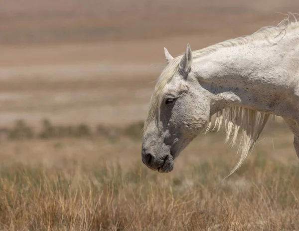 Majestic Wild Horse Stallion Summer Utah Desert — Stock Photo, Image