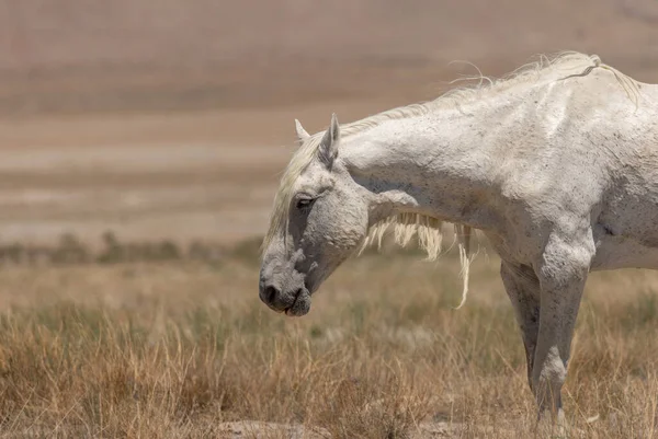 Een Majestueuze Wilde Paard Hengst Zomer Utah Woestijn — Stockfoto