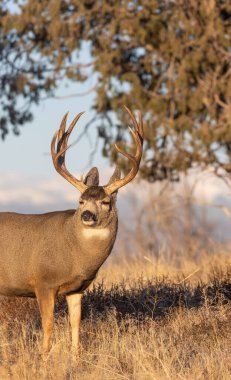 Colorado 'da sonbaharda monotonluk döneminde geyik avı.