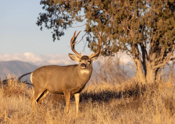 Cerf Mulet Buck Pendant Ornière Dans Colorado Automne — Photo