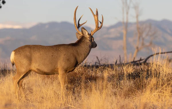 Mulo Cervo Buck Durante Routine Colorado Autunno — Foto Stock