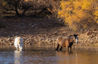 Arizona çölündeki Salt River 'da vahşi atlar