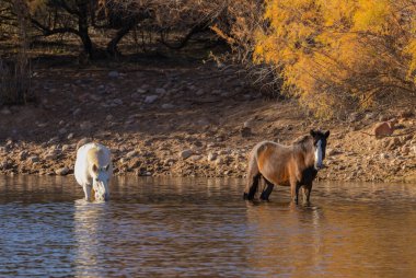 Arizona çölündeki Salt River 'da vahşi atlar