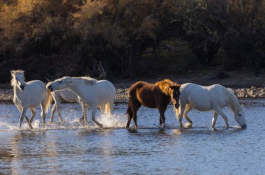 Arizona çölündeki Salt River 'da vahşi atlar