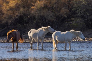 Arizona çölündeki Salt River 'da vahşi atlar