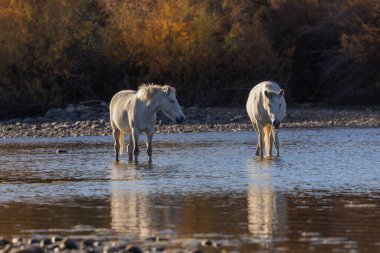 Arizona çölündeki Salt River 'da vahşi atlar