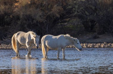 Arizona çölündeki Salt River 'da vahşi atlar