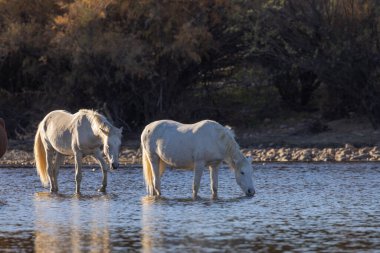 Arizona çölündeki Salt River 'da vahşi atlar