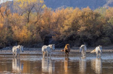Arizona çölündeki Salt River 'da vahşi atlar