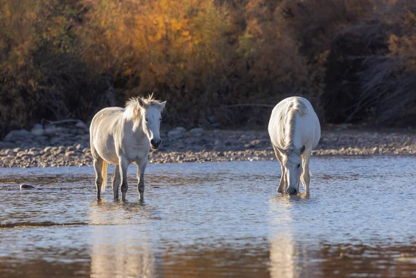 Caballos Salvajes Río Salado Desierto Arizona — Foto de Stock