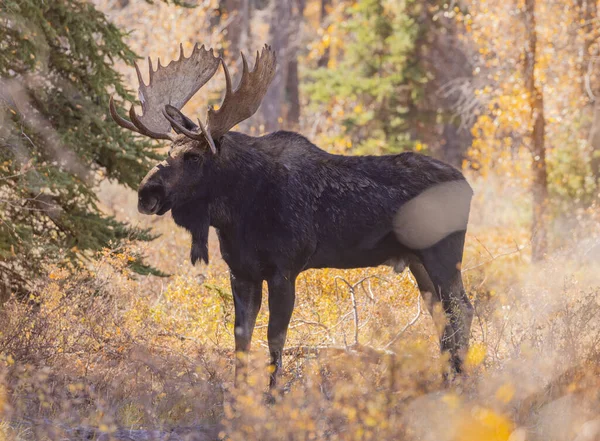 Býk Shiras Los Národním Parku Grand Teton Wyoming Podzim — Stock fotografie