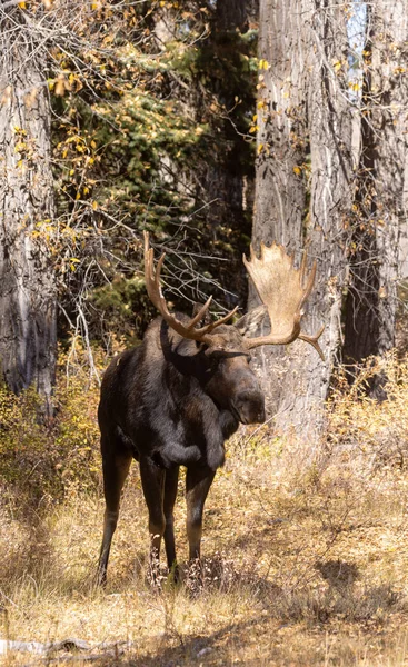 Alce Touro Shiras Grand Teton National Park Wyoming Outono — Fotografia de Stock